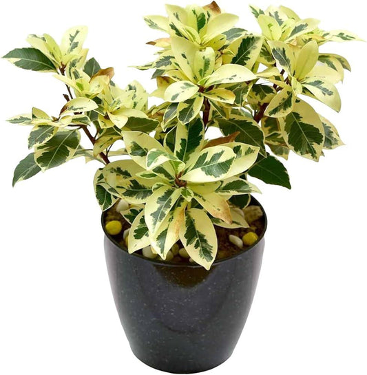 Safari Hicas (Green) with 4ft height