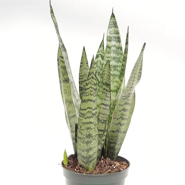 Sansevieria Snake Plant