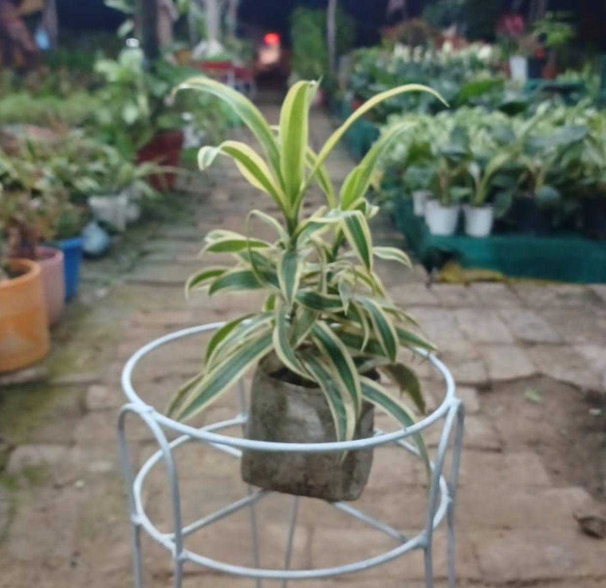 Sun of India (Yellow)