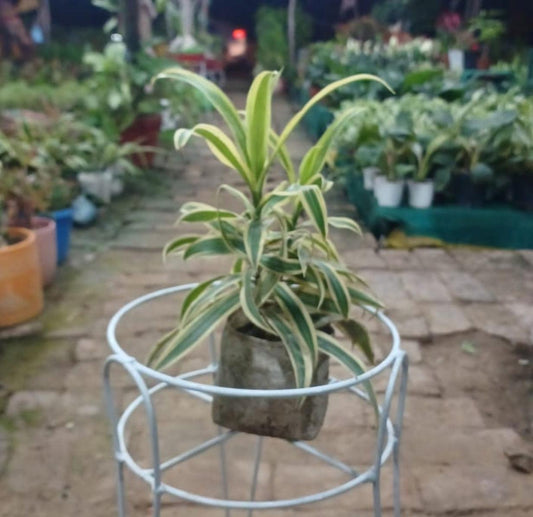 Sun of India (Yellow)