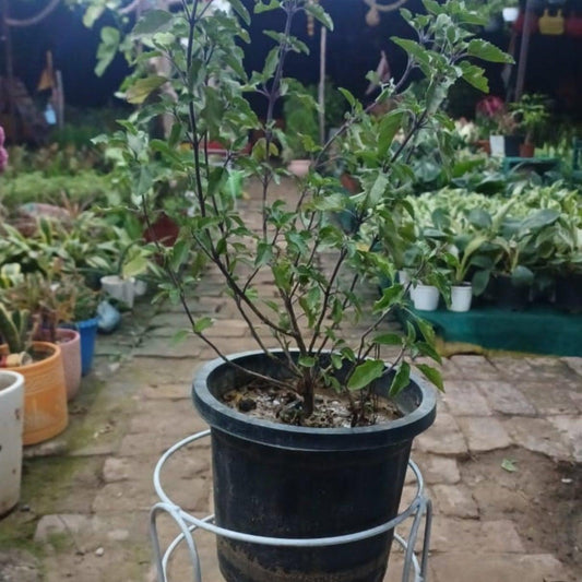 Tulsi Plant ( in 2 Inch Nursery Bag)