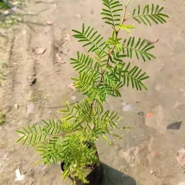 Shami Plant (in 6 Inch Nursery Bag)