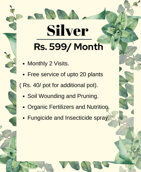 Silver Plan (Monthly) - Maali Subscription Service