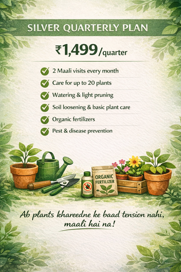 Silver Quarterly Plan - Maali Services