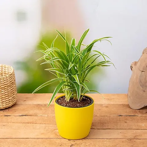 Spider plant