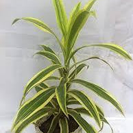 Sun of India (Green)