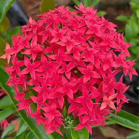 Ixora - Calcutta Red
