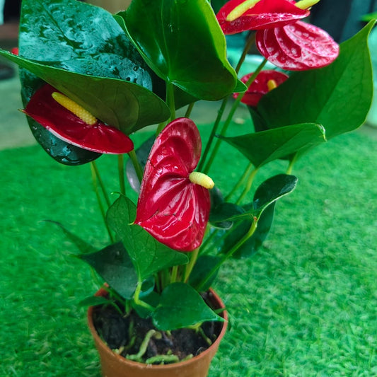 Anthurium Red in 2inch pot
