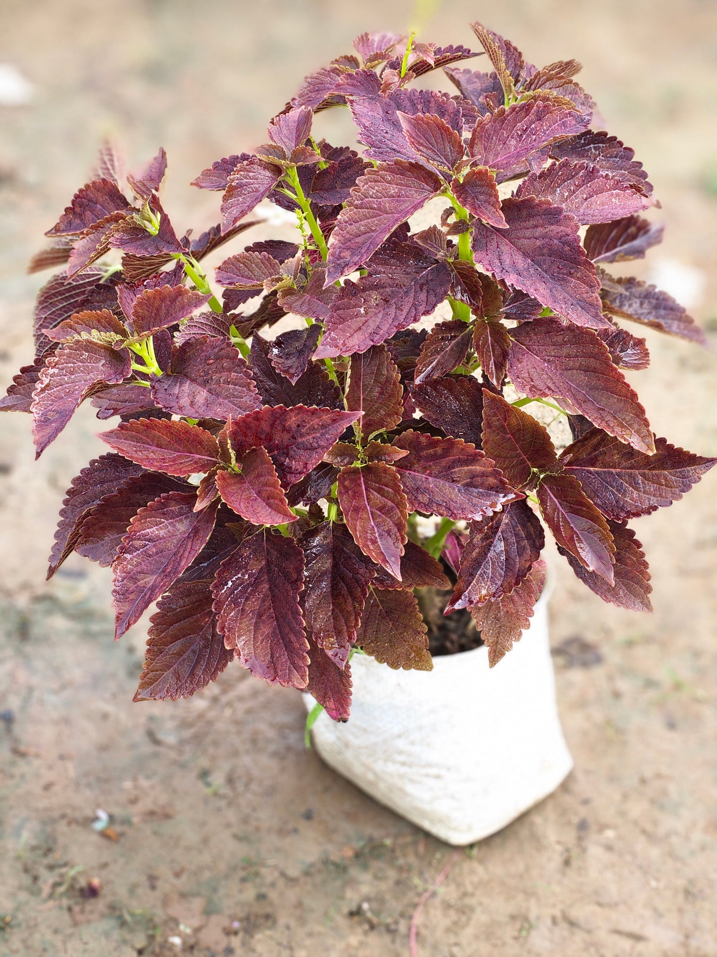 Coleus Plant