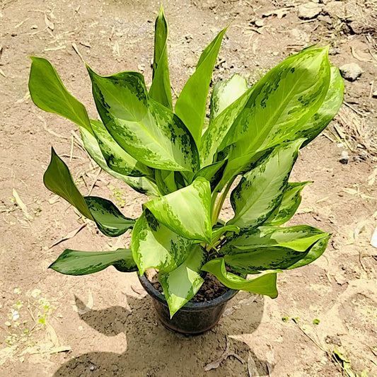 Aglaonema silver moon in 8inch nursery pot