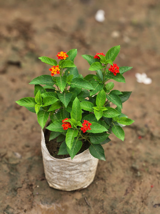 Lantana Camara Live Plant