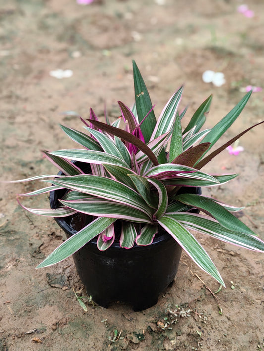 Tradescantia Spathacea ‘Tricolor’ – Moses-in-the-Cradle (Oyster Plant) in 5-Inch pot