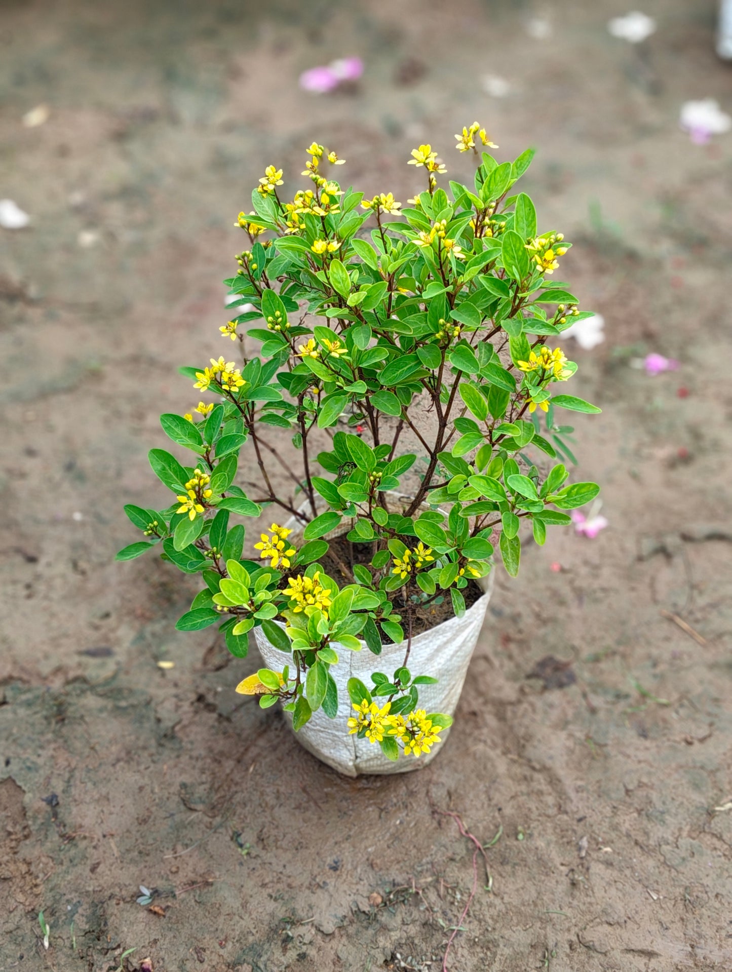 Golden Thryallis Live Plant (Gul Mehendi) - Rain of Gold Shrub