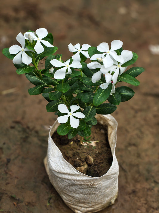 Desi Sadabahar/ Vinca ( Periwinkle Plant)