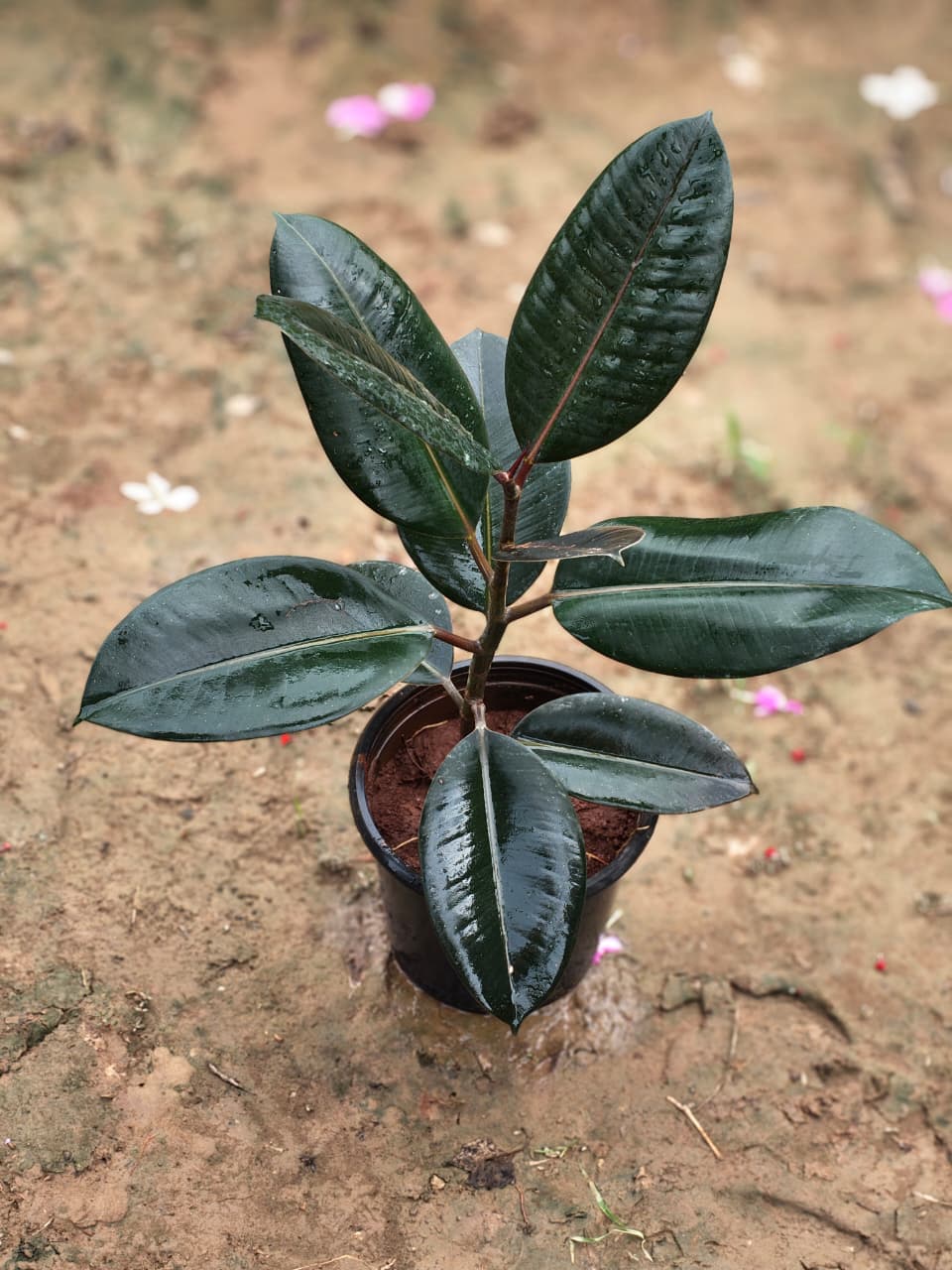 Rubber Single Stem