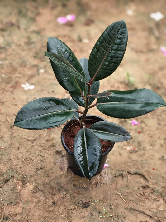 Rubber Single Stem