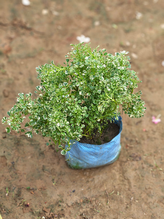 Variegated Aralia Plant (Lush Greenery)