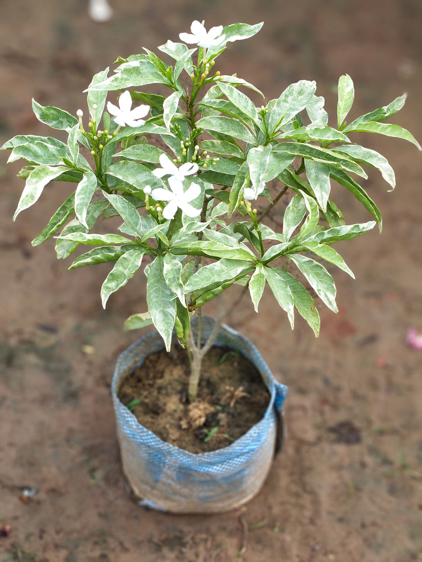 Chandni Plant