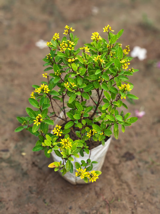 Golden Thryallis Live Plant (Gul Mehendi) - Rain of Gold Shrub