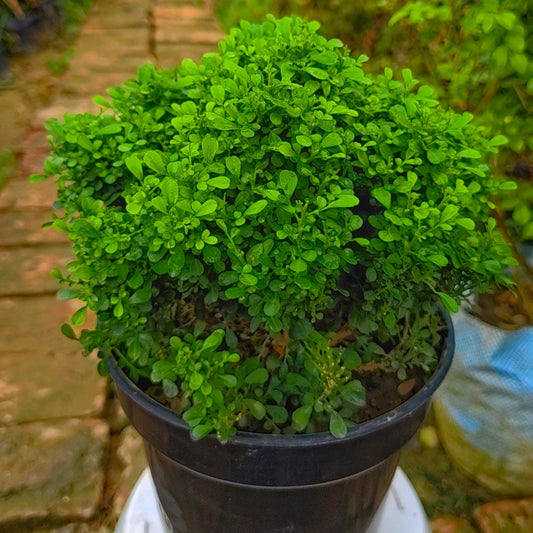Table kamini in 6inch pot