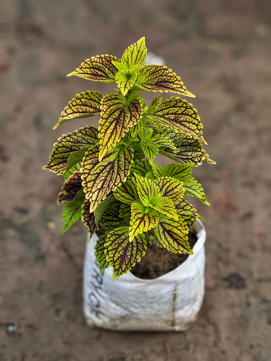 Coleus Plant