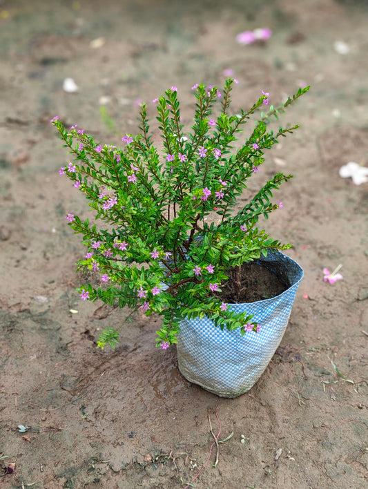 Cuphea Plant (in 6-Inch Nursery Bag)