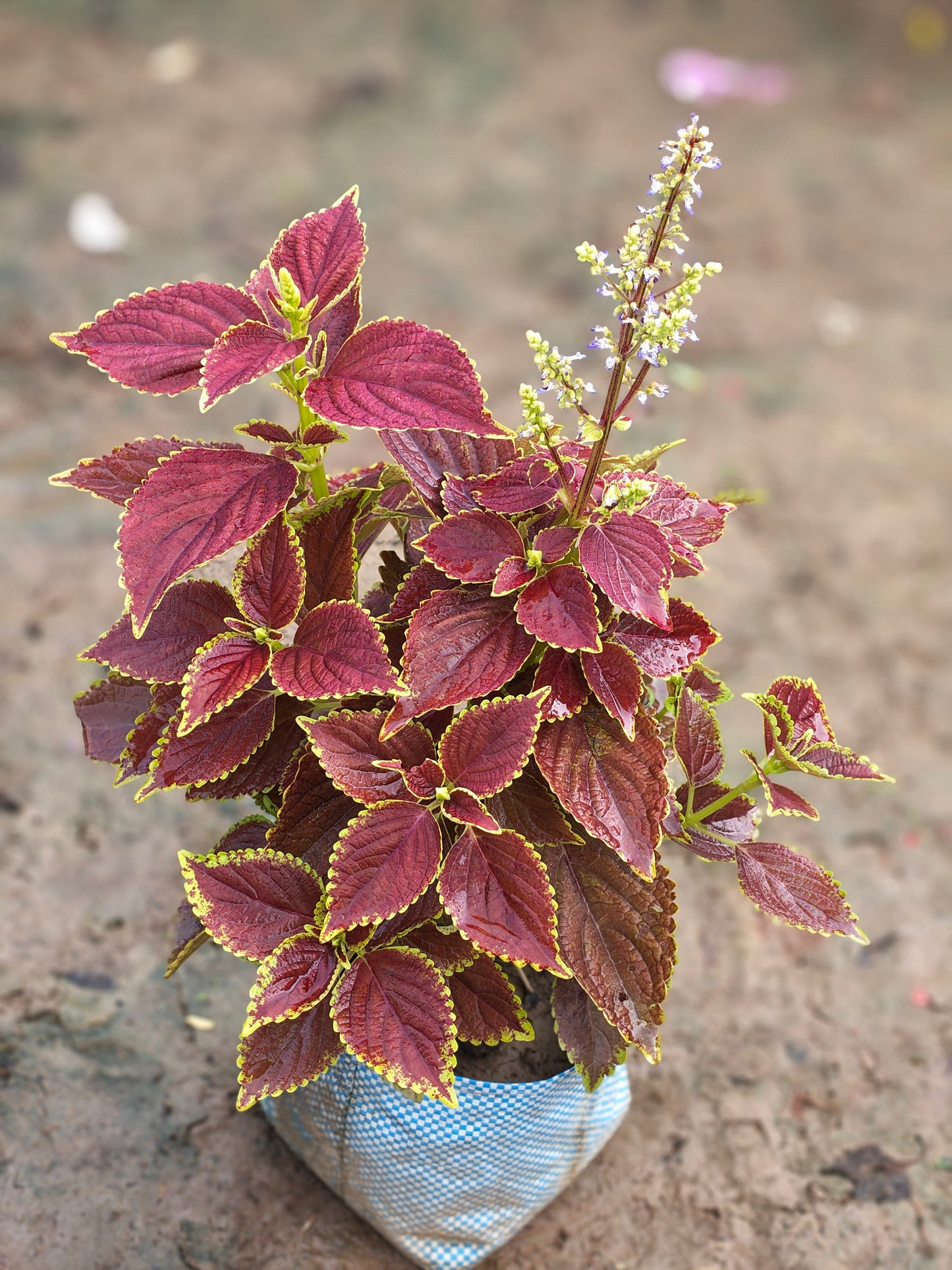 Coleus Plant