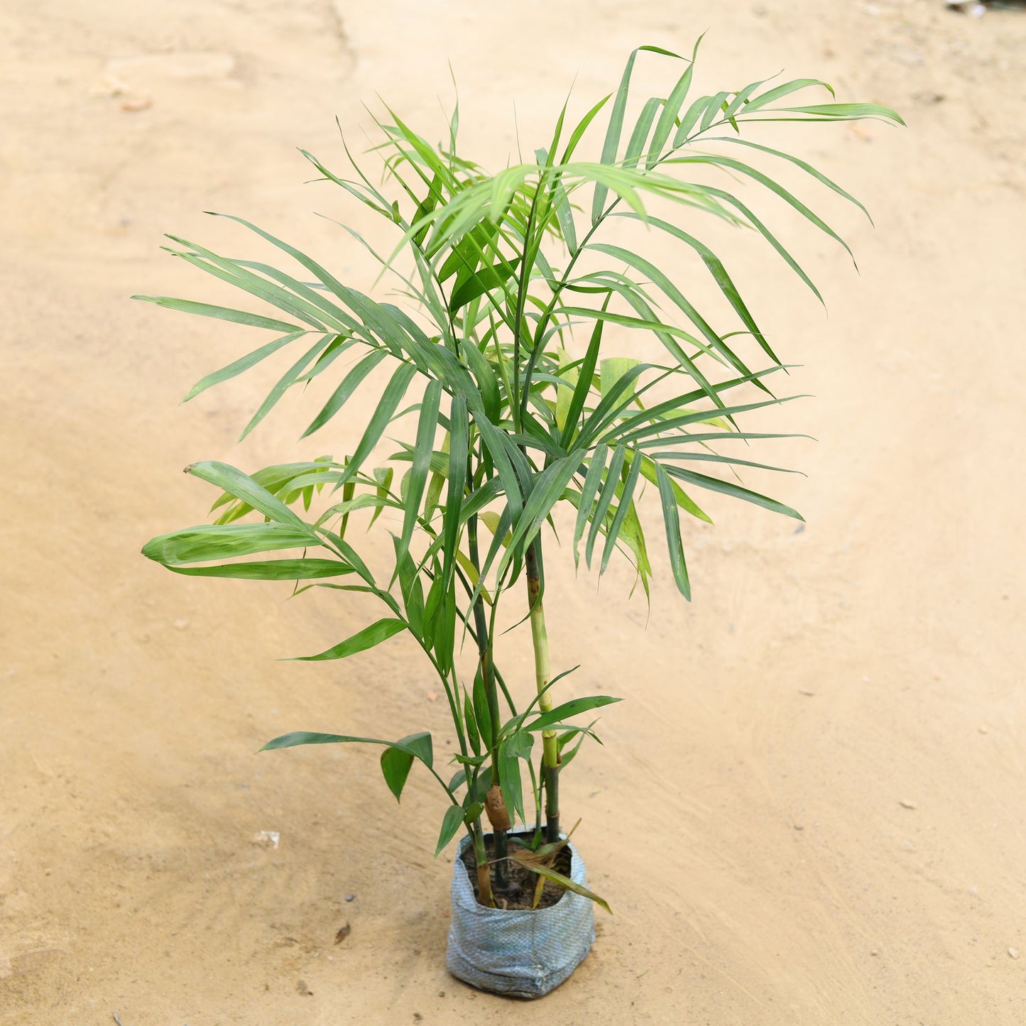 Sepotia palm