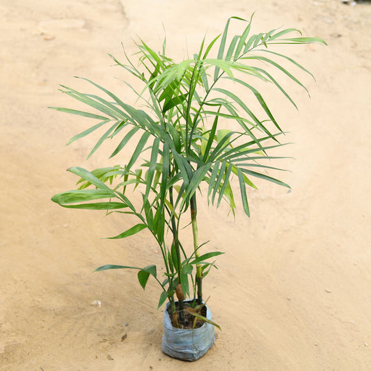 Sepotia palm