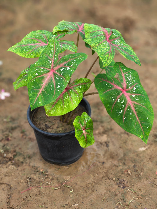 Vibrant Pink Caladium Bicolor Plant (Heart of Jesus)