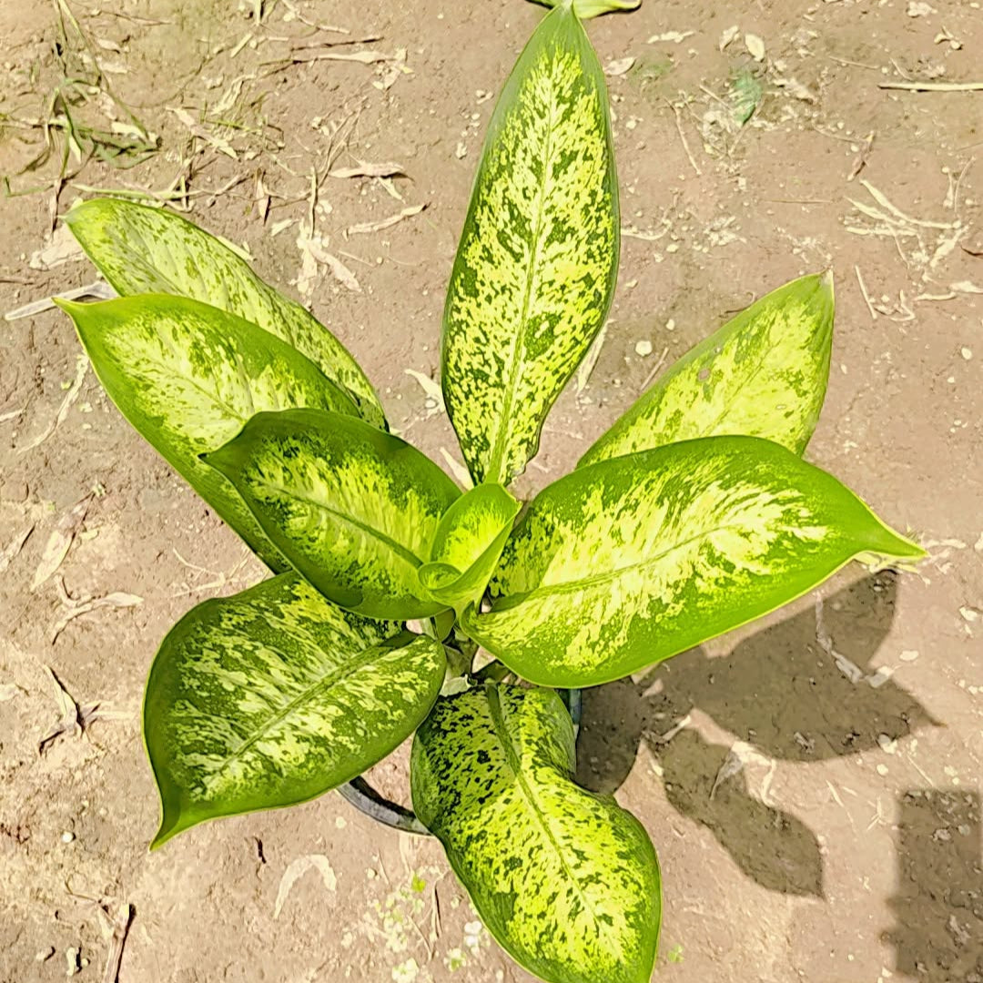 Aglaonema pinky in 8inch nursery pot
