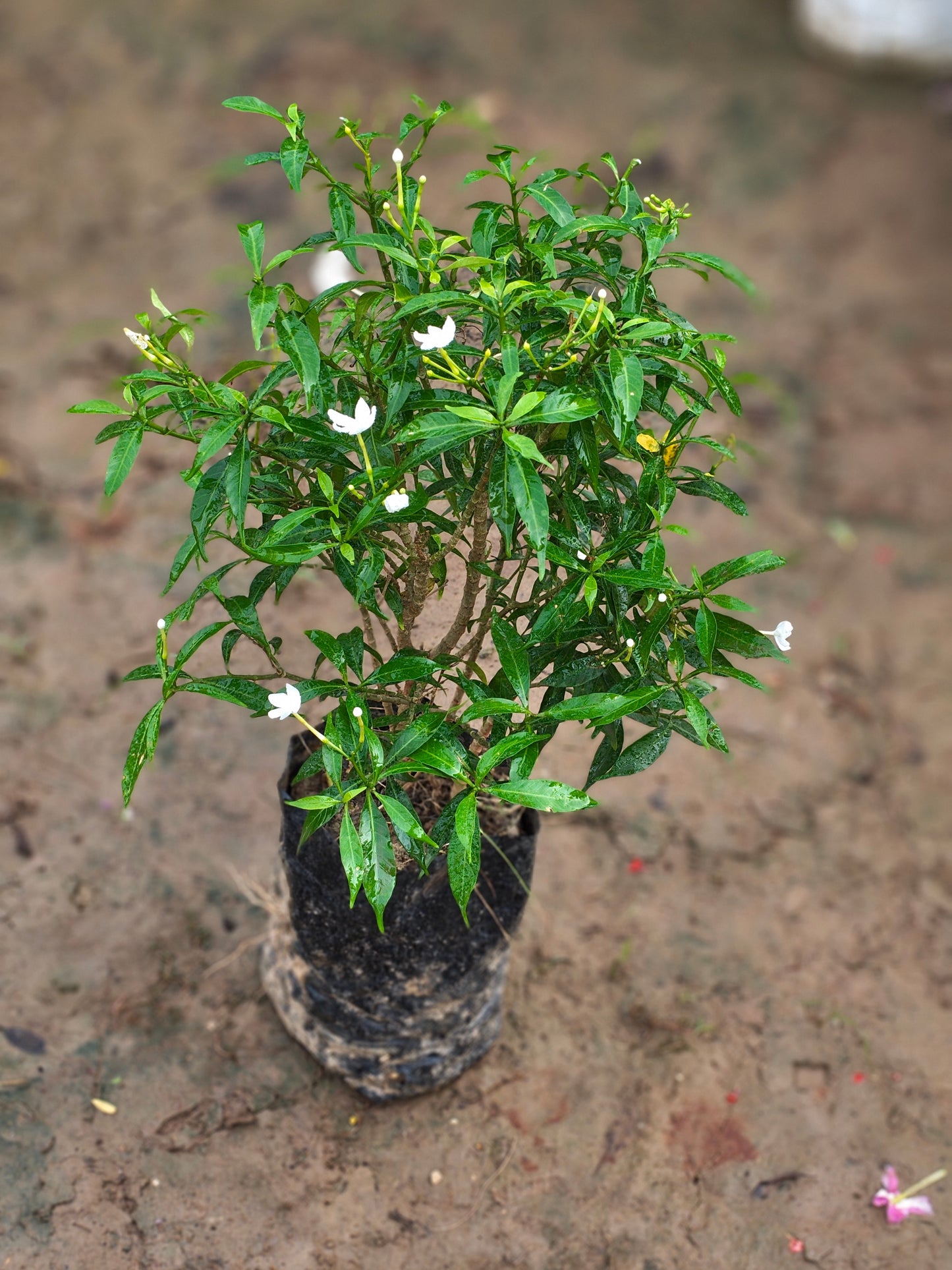 Chandni Plant