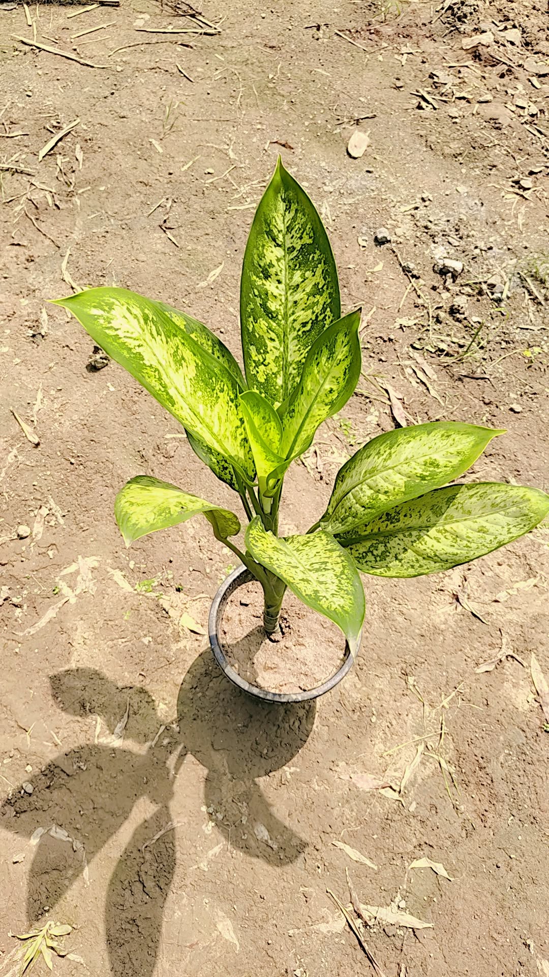 Aglaonema pinky in 8inch nursery pot