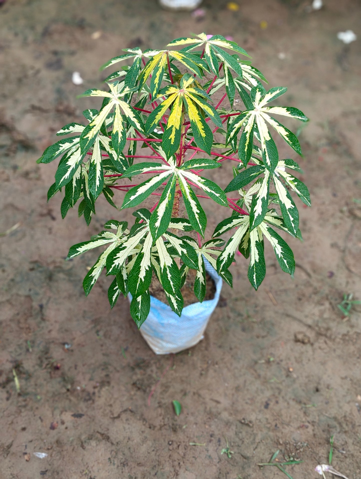 Variegated Cassava (Manihot esculenta 'Variegata')