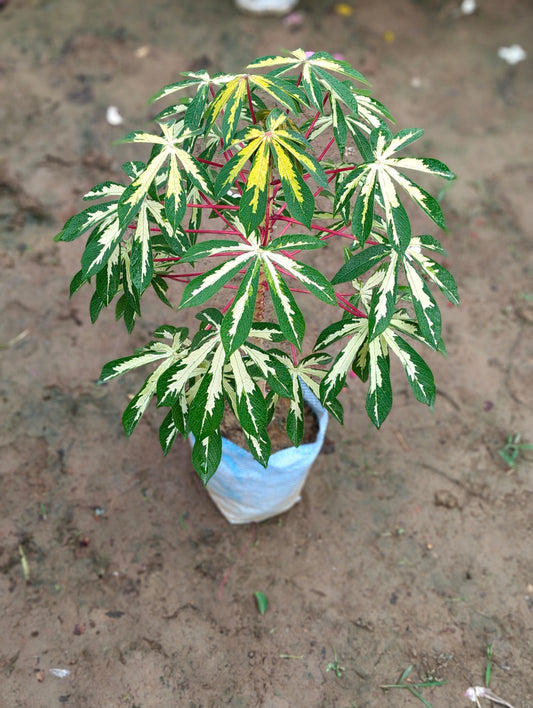 Variegated Cassava (Manihot esculenta 'Variegata')