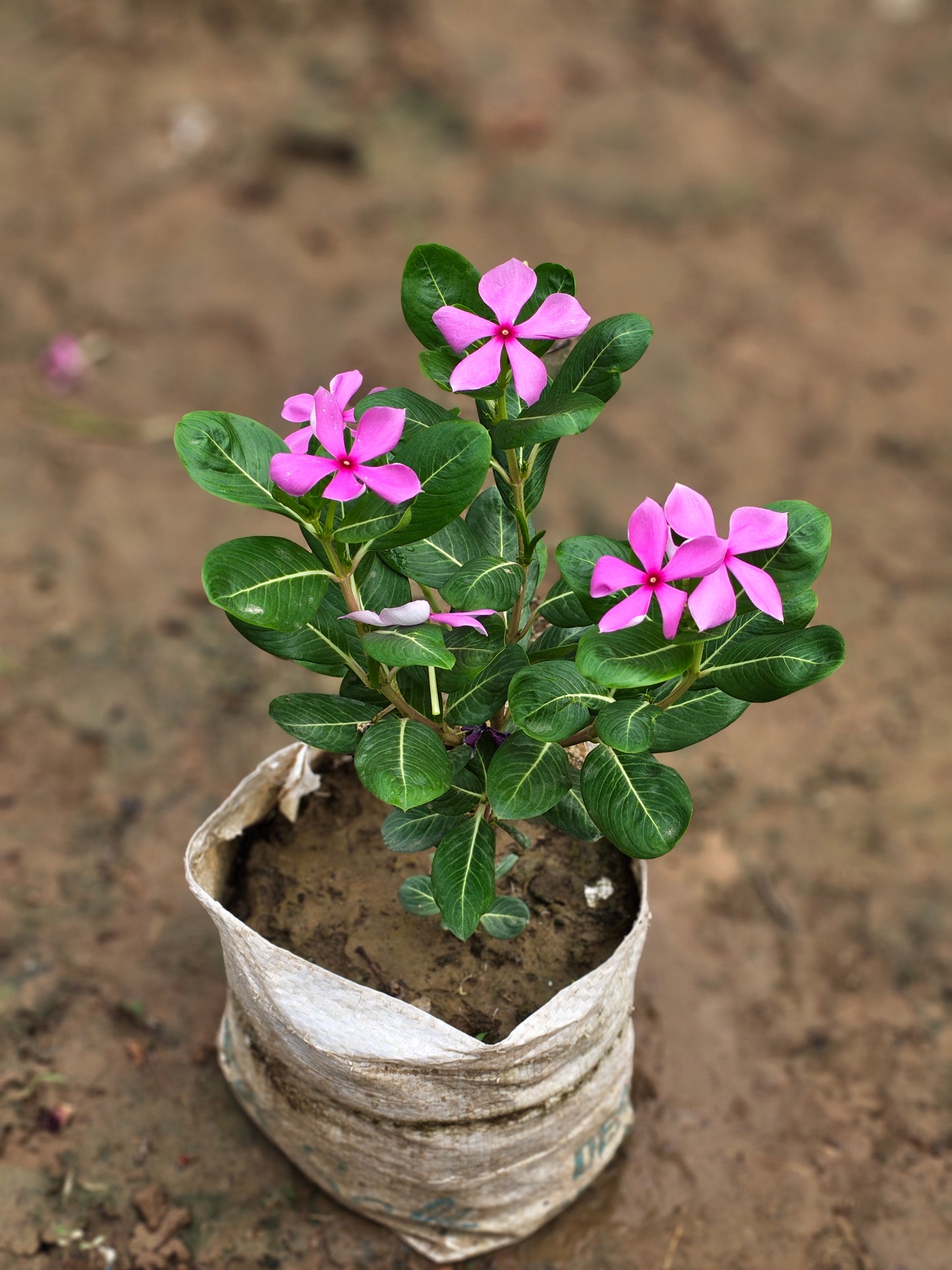 Desi Sadabahar/ Vinca ( Periwinkle Plant)