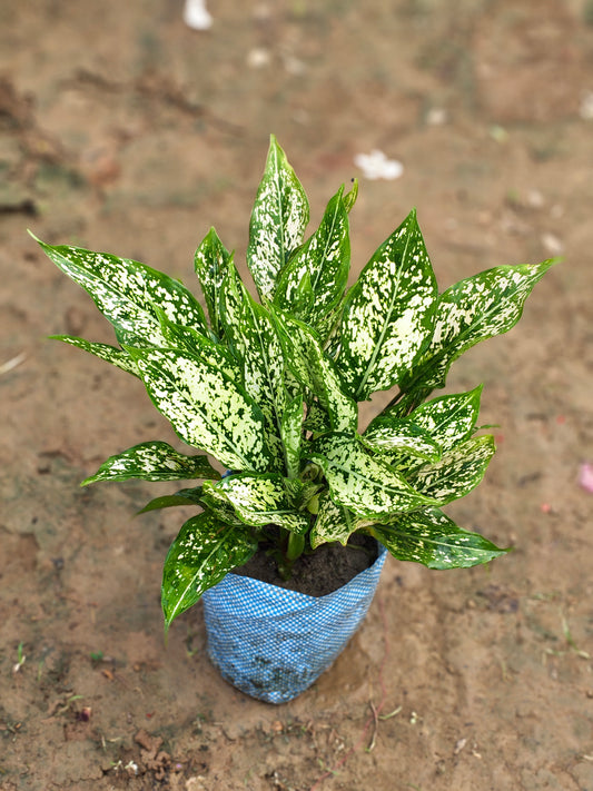 Aglaonema Snow White